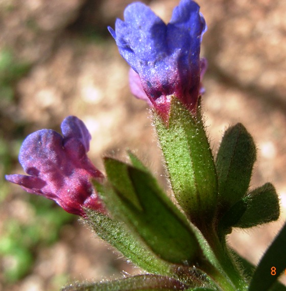 Pulmonaria officinalis